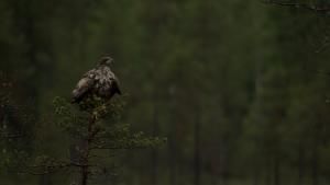 Wild Arctic photo