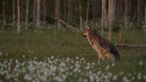 Wild Arctic photo