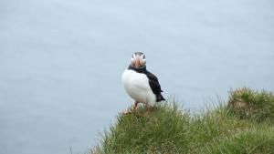 Wild Arctic photo