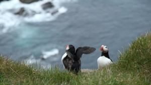 Wild Arctic photo