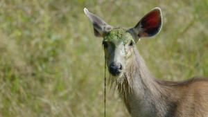 Wild Edens - South Asia photo