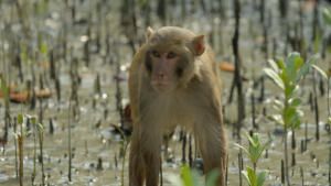 Wild Edens - South Asia photo
