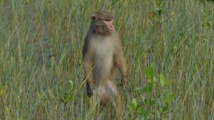 Wild Edens - South Asia photo