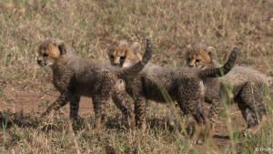 Born in Africa photo
