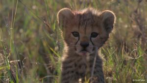Born in Africa photo