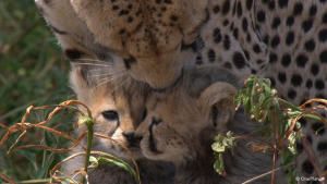 Born in Africa photo