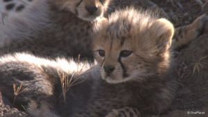 Born in Africa photo