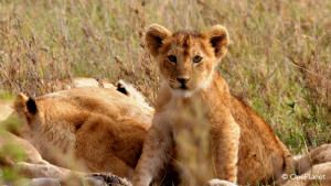 Born in Africa photo