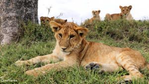 Born in Africa photo