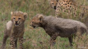 Born in Africa photo