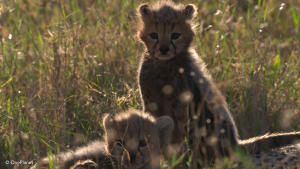 Born in Africa photo