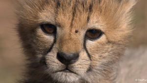 Born in Africa photo