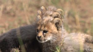 Born in Africa photo