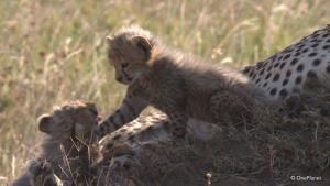 Born in Africa photo