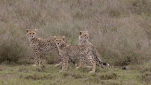 Born in Africa photo