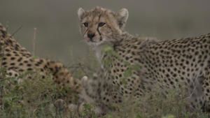 Born in Africa photo