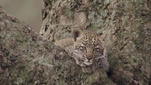 Born in Africa photo