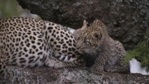 Born in Africa photo