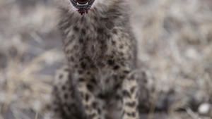 Born in Africa photo