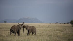 Born in Africa photo