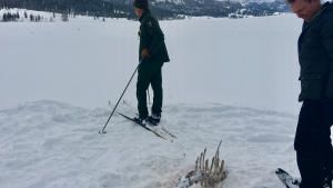 Yellowstone Wolves photo