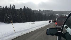Yellowstone Wolves photo