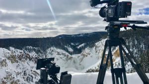 Yellowstone Wolves photo