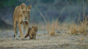 Africa's Hunters photo