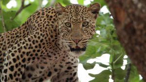 Africa's Hunters photo
