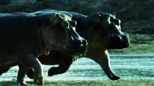 Killer Animal Tactics photo