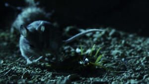 Killer Animal Tactics photo