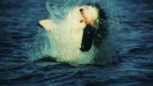 Killer Animal Tactics photo
