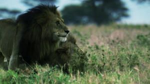Killer Animal Tactics photo