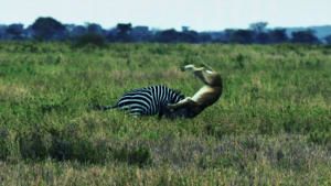 Killer Animal Tactics photo