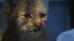 Saving Wild Alaska photo