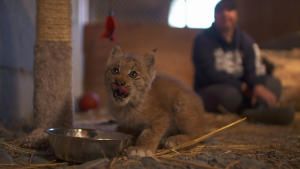 Saving Wild Alaska photo