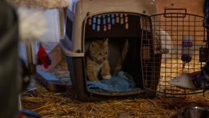 Saving Wild Alaska photo