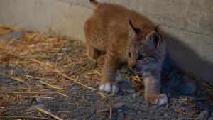 Saving Wild Alaska photo