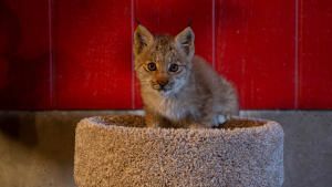 Saving Wild Alaska photo