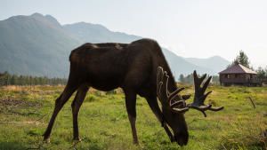 Saving Wild Alaska photo