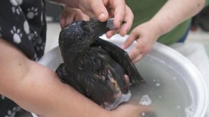 Saving Wild Alaska photo