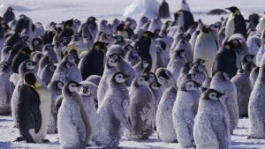 Masters of The Freeze photo