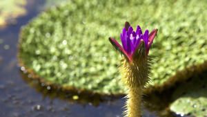 Untamed Wild photo