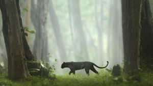 The Real Black Panther photo