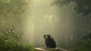 The Real Black Panther photo