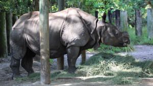 You're The Rhino I Want! photo