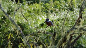 Wild Chile photo