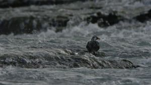 Wild Chile photo