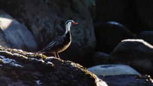 Wild Chile photo