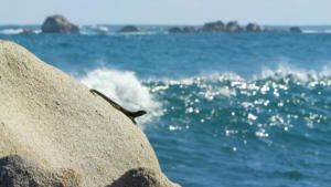 Wild Chile photo